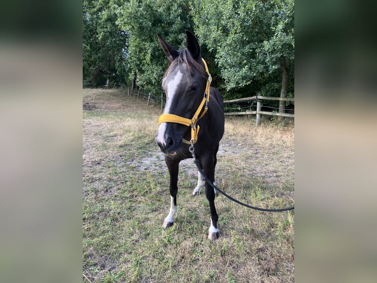 Hanovrien Jument 16 Ans 165 cm Noir in ZevenGyhum