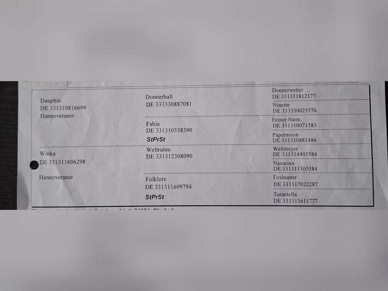 Hanovrien Jument 16 Ans 167 cm Alezan brûlé in Vastorf