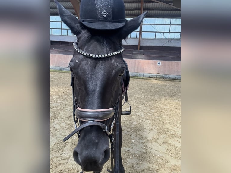 Hanovrien Jument 16 Ans 167 cm Noir in Paderborn