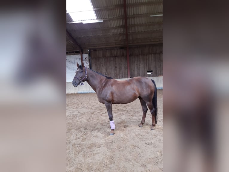 Hanovrien Jument 16 Ans 168 cm Alezan brûlé in Nordstemmen