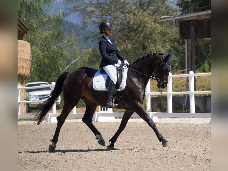 Hanovrien Jument 16 Ans 168 cm Bai brun in Igls