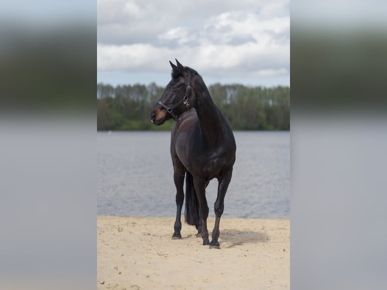 Hanovrien Jument 16 Ans 168 cm Bai brun foncé in Loxstedt