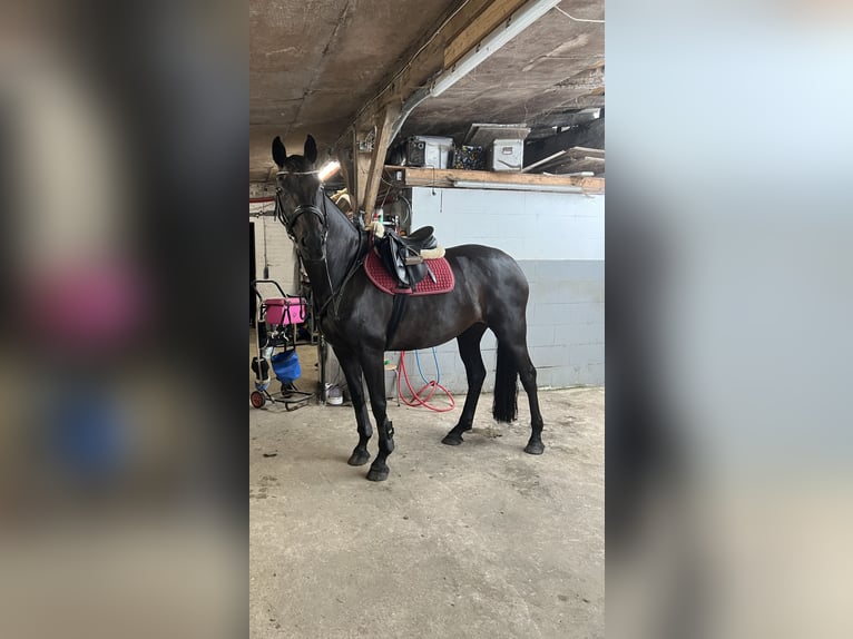 Hanovrien Jument 16 Ans 168 cm Bai brun foncé in Loxstedt