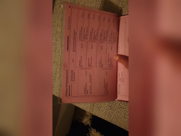 Hanovrien Jument 16 Ans 169 cm Bai brun in Mesum