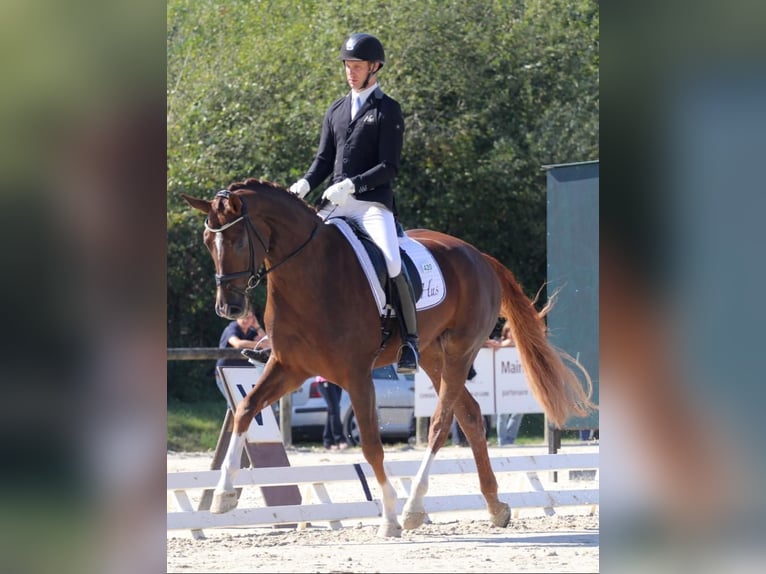 Hanovrien Jument 16 Ans 170 cm Alezan in Clavier
