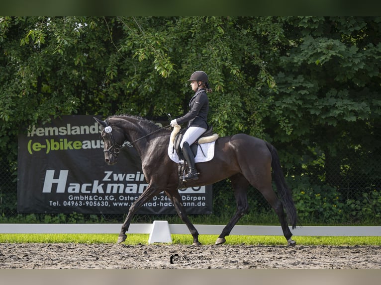 Hanovrien Jument 16 Ans 170 cm Noir in Rhede