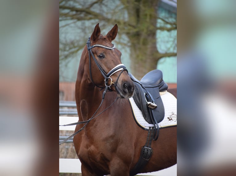 Hanovrien Jument 16 Ans 172 cm Alezan brûlé in Dätgen