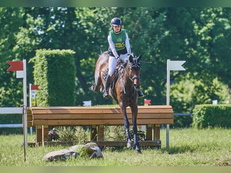 Hanovrien Jument 16 Ans 172 cm Bai brun in Wahlbach