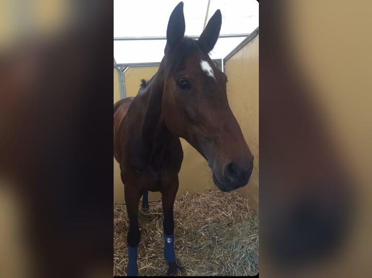 Hanovrien Jument 16 Ans 172 cm Bai brun in Wahlbach