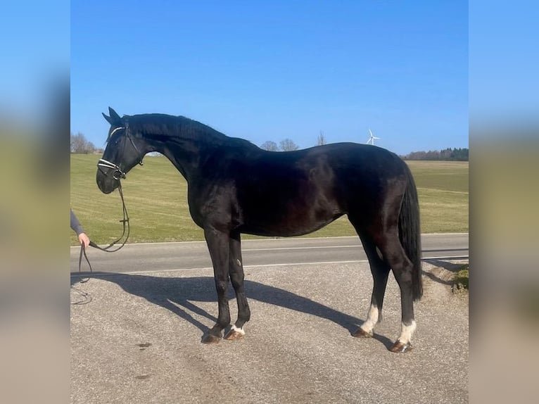 Hanovrien Jument 16 Ans 172 cm Noir in Drackenstein