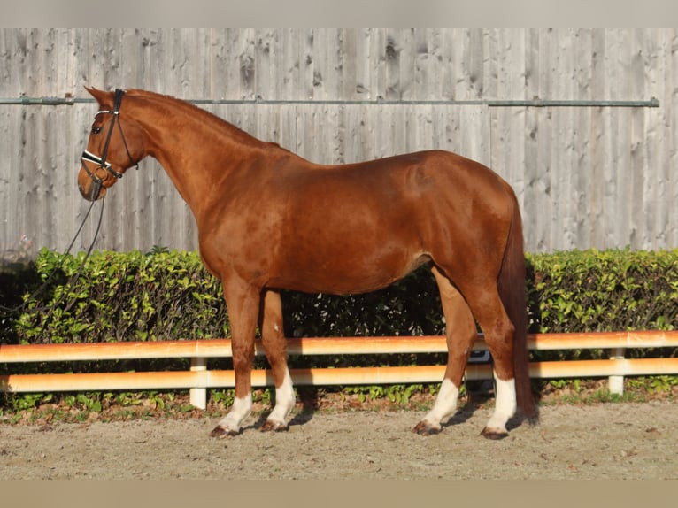 Hanovrien Jument 16 Ans 173 cm Alezan in Reeßum