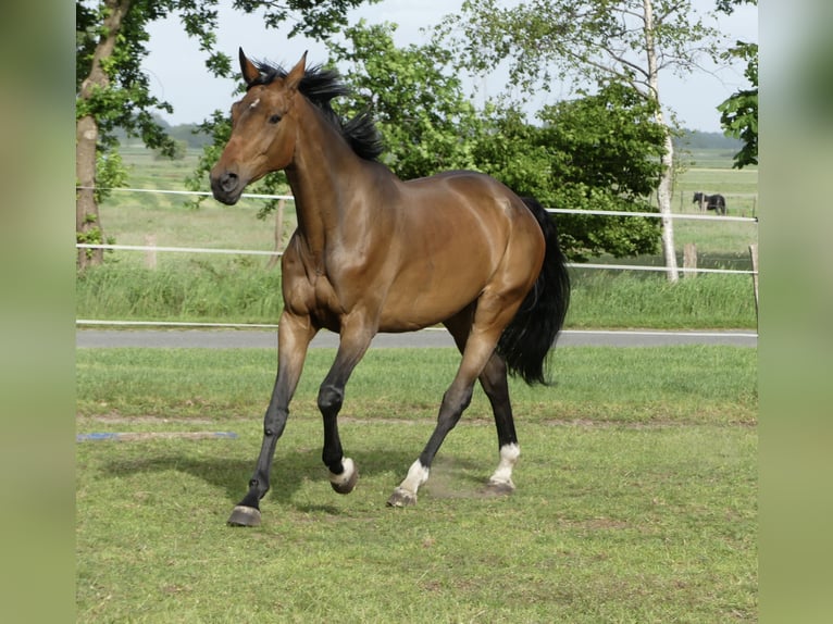 Hanovrien Jument 16 Ans 174 cm Bai in Lamstedt