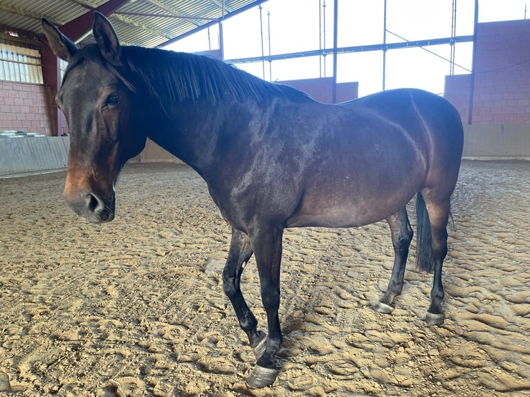 Hanovrien Jument 16 Ans 174 cm Bai in L&#xFC;gde