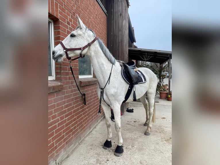Hanovrien Jument 16 Ans 183 cm Gris pommelé in Berlin