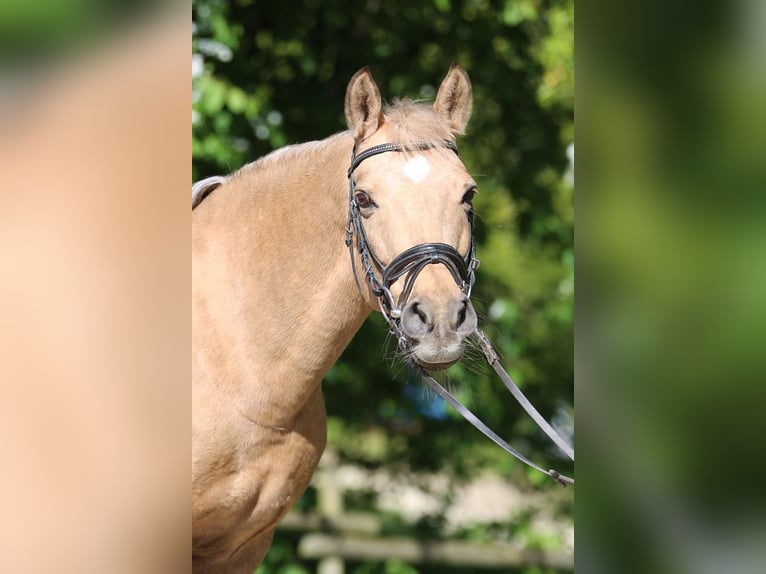 Hanovrien Jument 17 Ans 145 cm Palomino in Göppingen