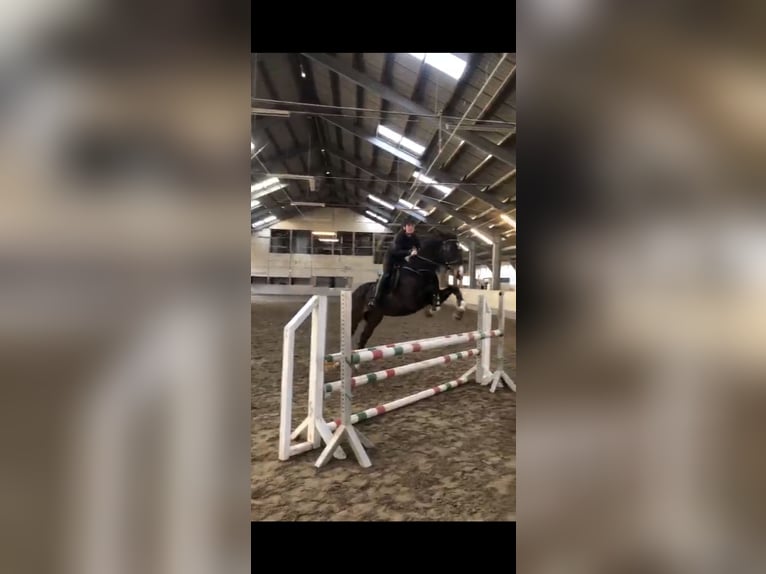 Hanovrien Jument 17 Ans 164 cm Bai brun in Elsendorf