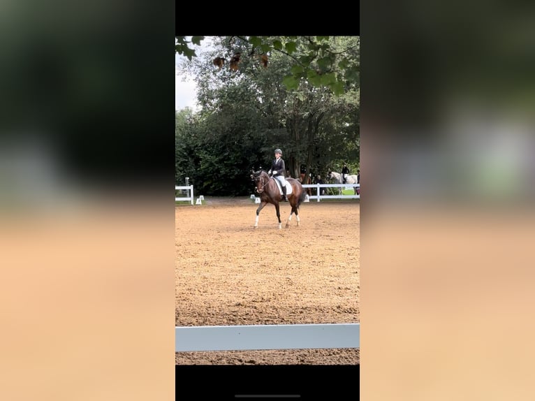 Hanovrien Jument 17 Ans 164 cm Bai brun in Elsendorf