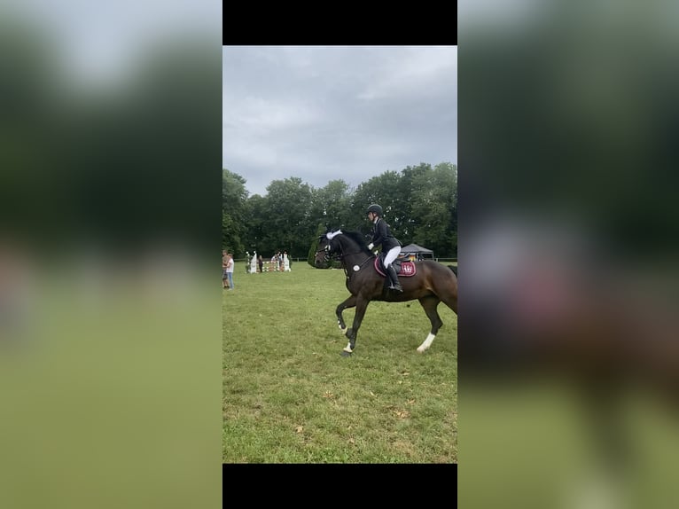Hanovrien Jument 17 Ans 164 cm Bai brun in Elsendorf