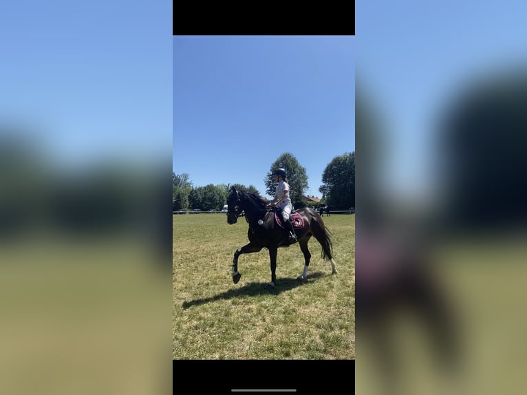 Hanovrien Jument 17 Ans 164 cm Bai brun in Elsendorf