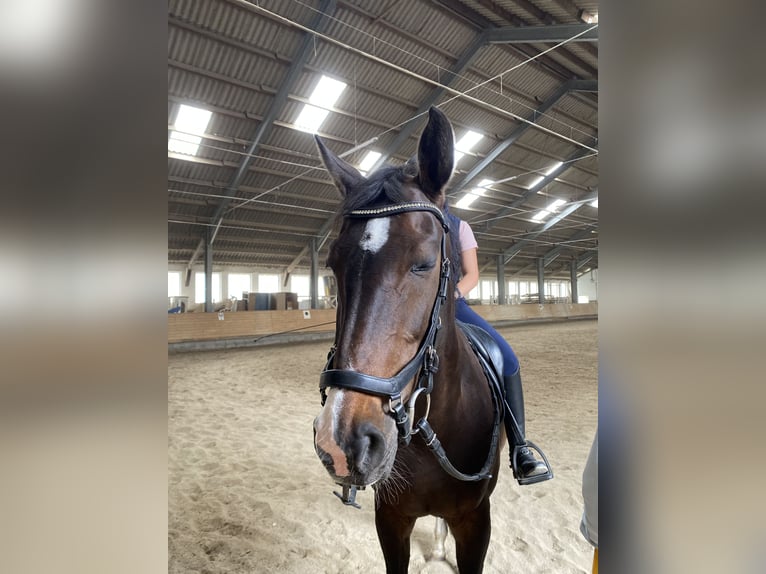 Hanovrien Jument 17 Ans 164 cm Bai brun in Elsendorf