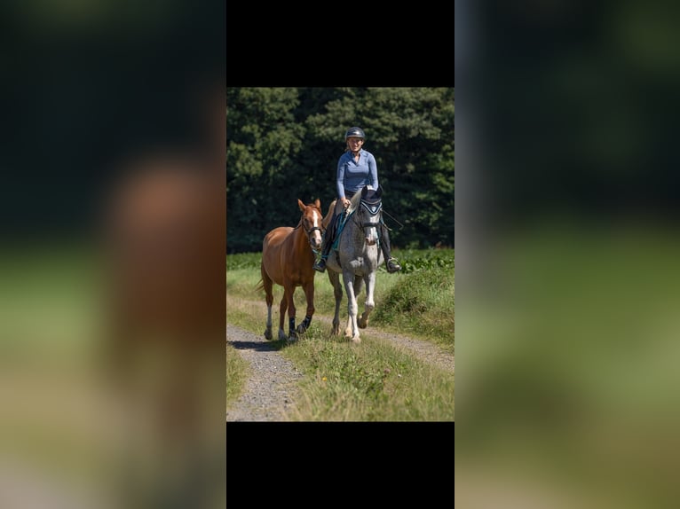 Hanovrien Jument 17 Ans 165 cm Gris moucheté in Borken
