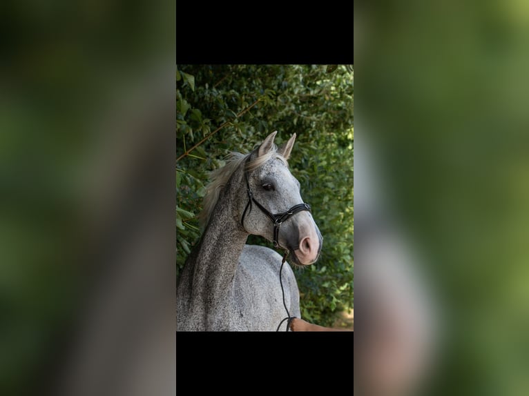 Hanovrien Jument 17 Ans 165 cm Gris moucheté in Borken
