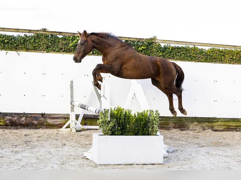 Hanovrien Jument 17 Ans 166 cm Bai brun in Waddinxveen