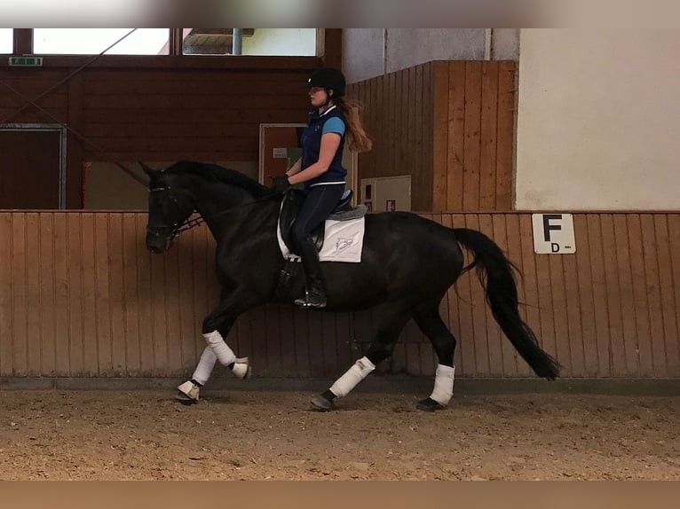 Hanovrien Jument 17 Ans 166 cm Bai brun foncé in Wartenberg