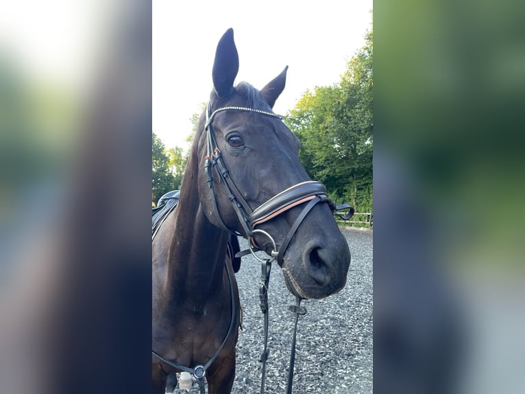 Hanovrien Jument 17 Ans 167 cm Noir in Paderborn