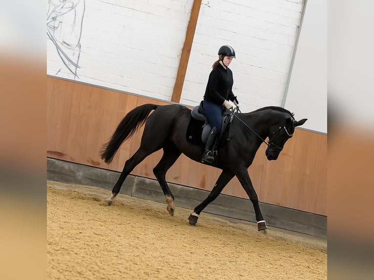 Hanovrien Jument 17 Ans 167 cm Noir in Paderborn