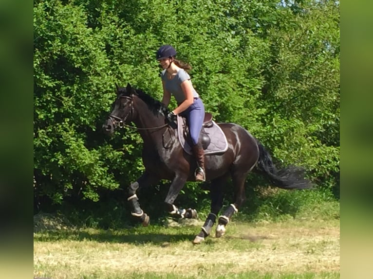 Hanovrien Jument 17 Ans 169 cm Noir in Wedel
