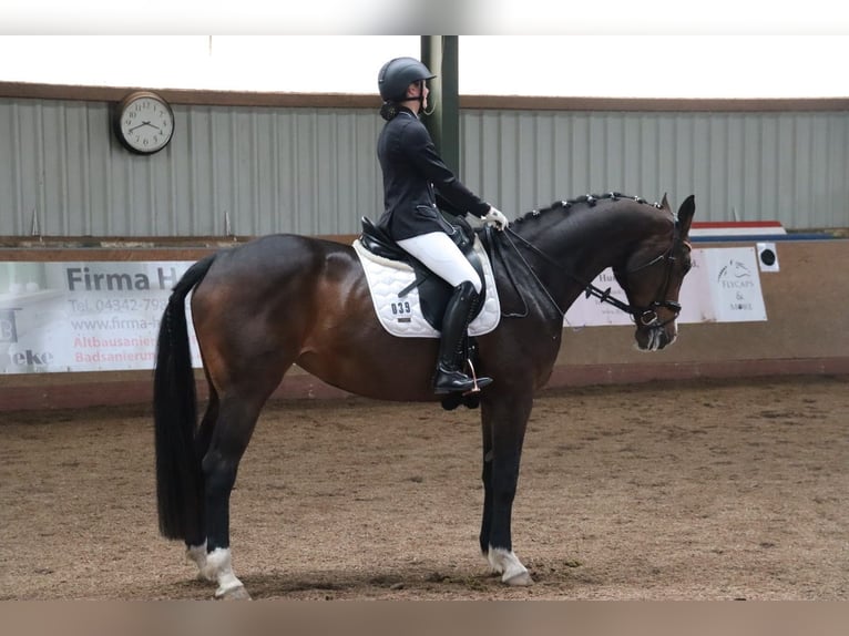 Hanovrien Jument 17 Ans 170 cm Bai brun in Preetz