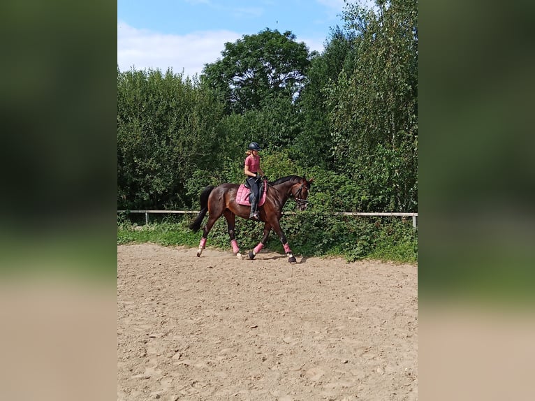 Hanovrien Jument 17 Ans 170 cm Bai brun in Wahlstorf