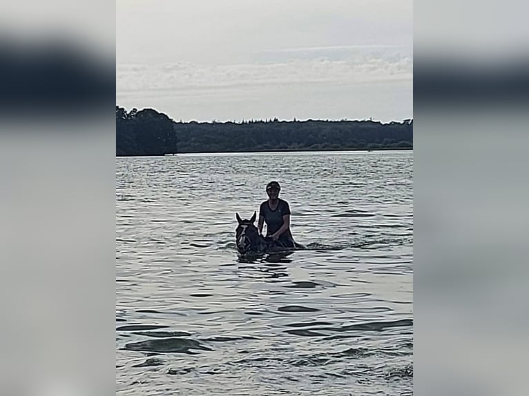 Hanovrien Jument 17 Ans 170 cm Bai brun in Wahlstorf