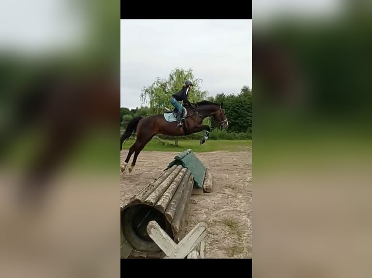 Hanovrien Jument 17 Ans 170 cm Bai brun in Wahlstorf