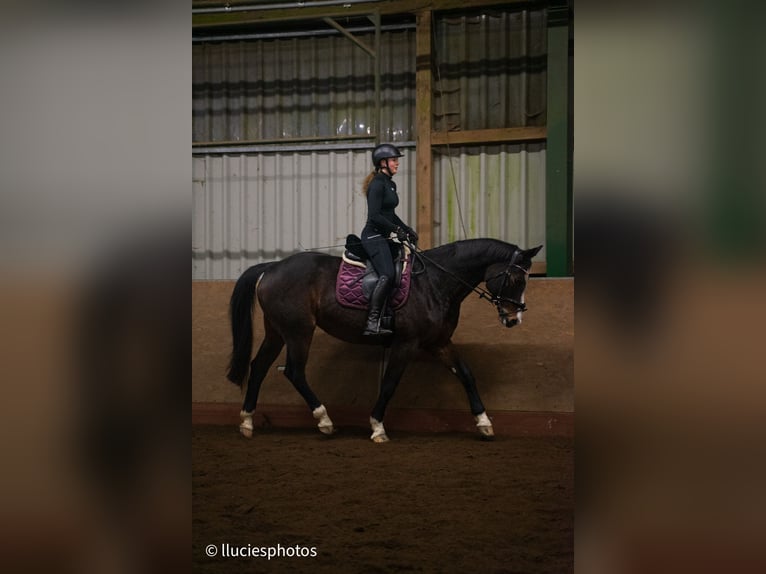 Hanovrien Jument 17 Ans 170 cm Bai brun in Wahlstorf