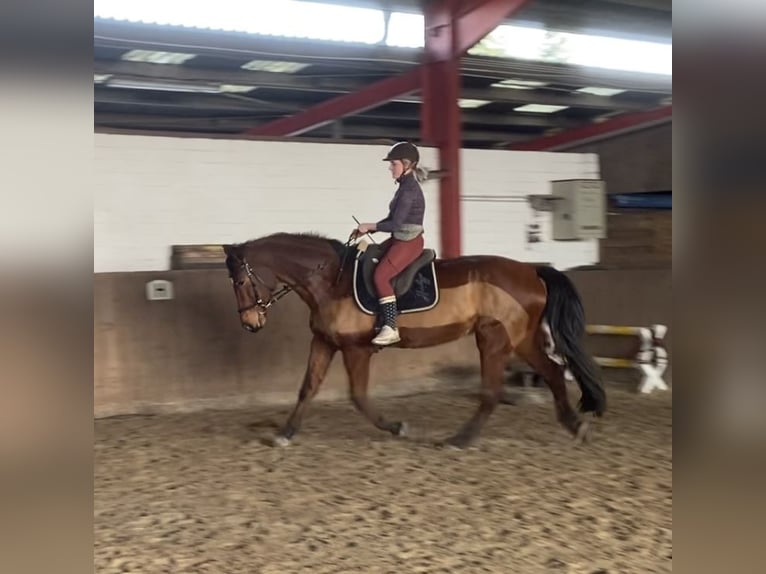 Hanovrien Jument 17 Ans 170 cm Bai in Hannover