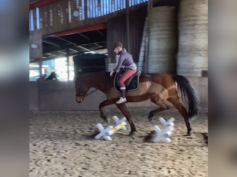 Hanovrien Jument 17 Ans 170 cm Bai in Hannover