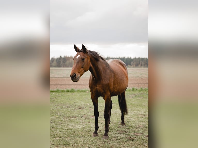 Hanovrien Jument 17 Ans 170 cm Bai in Haren