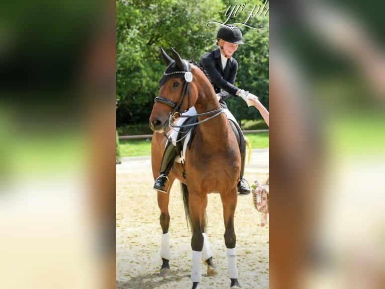 Hanovrien Jument 17 Ans 170 cm Bai in Wallenhorst