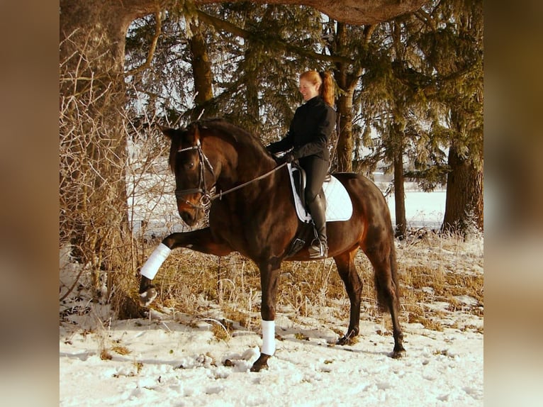 Hanovrien Jument 17 Ans 172 cm Bai brun in Raisting