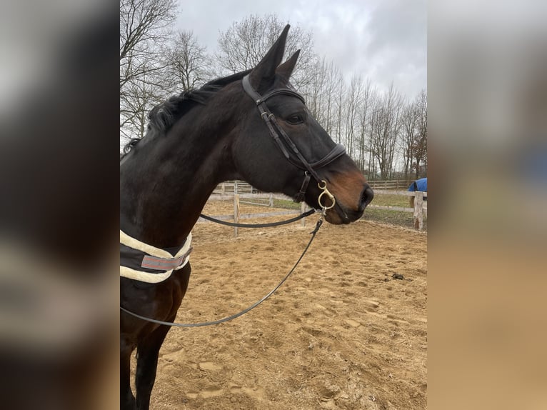 Hanovrien Jument 17 Ans 172 cm Bai brun in Bimöhlen