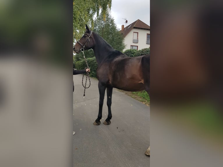 Hanovrien Jument 17 Ans 172 cm Bai in Gutenstetten