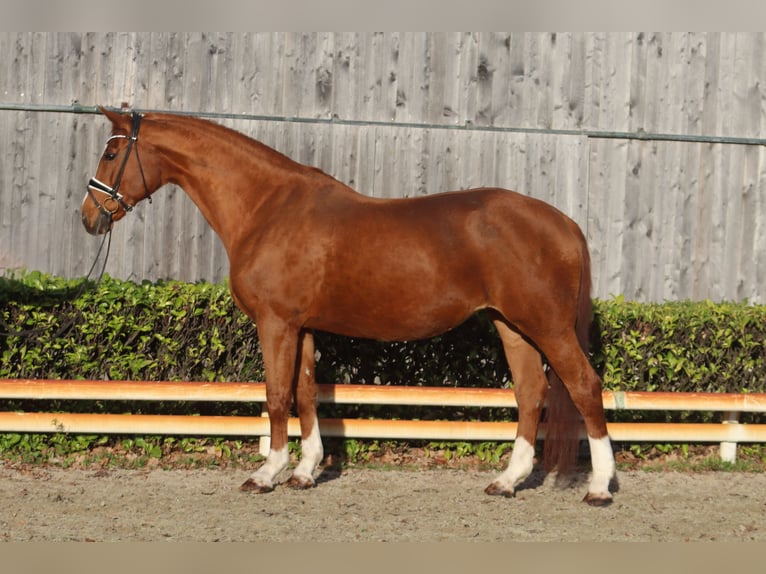 Hanovrien Jument 17 Ans 173 cm Alezan in Reeßum