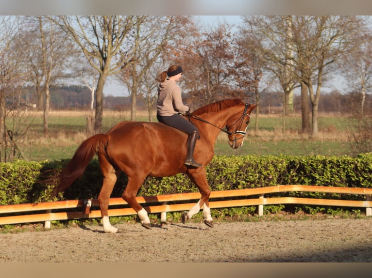 Hanovrien Jument 17 Ans 173 cm Alezan in Reeßum