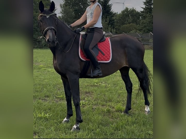 Hanovrien Jument 17 Ans 173 cm Bai brun in Perleberg