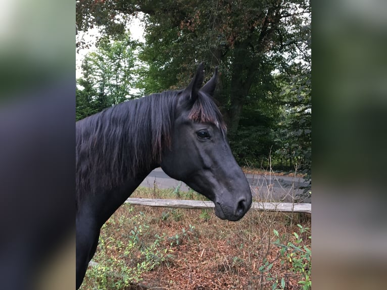 Hanovrien Jument 17 Ans 173 cm Noir in Uelzen