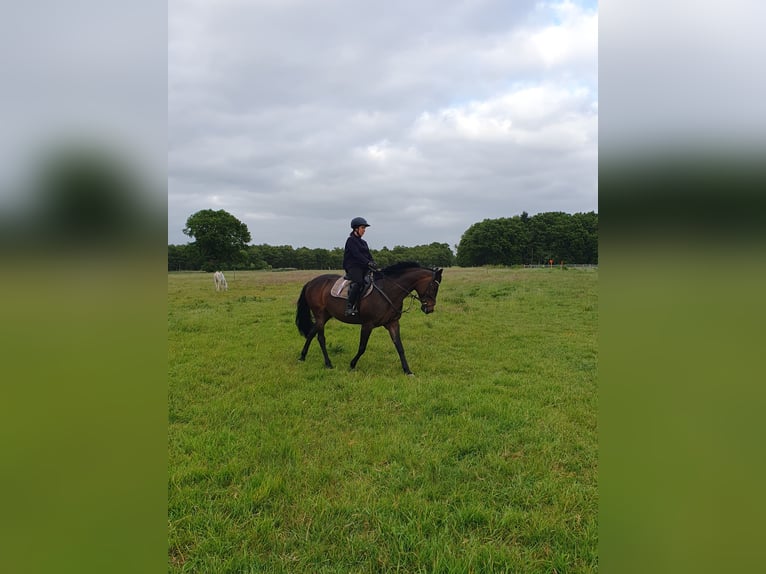 Hanovrien Croisé Jument 18 Ans 156 cm Bai brun in Loxstedt
