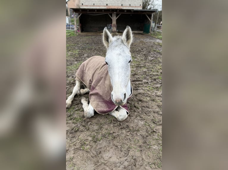Hanovrien Jument 18 Ans 160 cm Gris moucheté in Melsungen