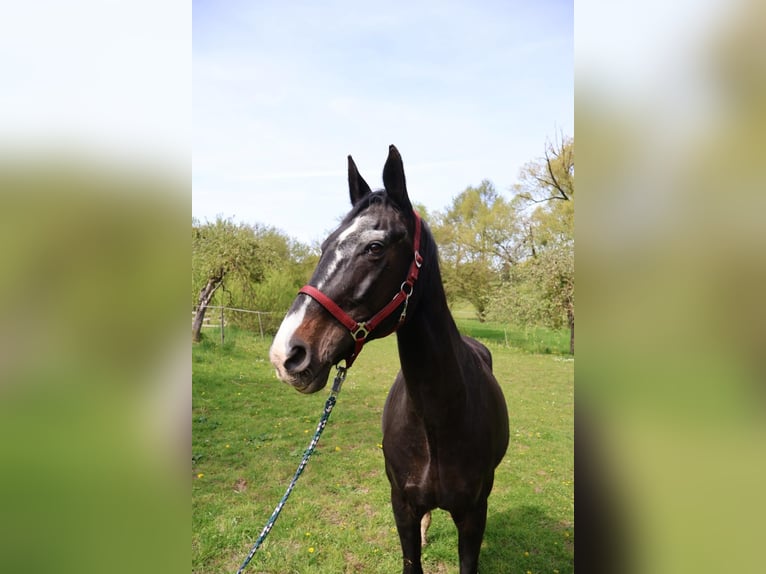 Hanovrien Jument 18 Ans 160 cm Noir in Mönchberg